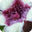 超级小花 v1.0.0.0 官方版